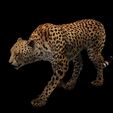 T.jpg DOWNLOAD Cheetah 3d model - animated for blender-fbx-unity-maya-unreal-c4d-3ds max - 3D printing Cheetah - LEOPARD - RAPTOR - PREDATOR - CAT - FELINE