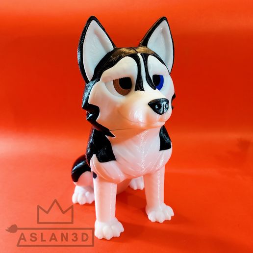 20250713_211242_101.jpg Husky sibérien - Par couleurs