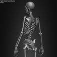 Female-Human-Skeleton-3D-Model-sculpted-by-Yacine-BRINIS-023.jpg Highly Detailed Human Skeleton (Female)