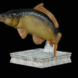 Carp-trophy-statue-14.png fish carp / Cyprinus carpio in motion trophy statue detailed texture for 3d printing