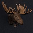Elch-Kopf-Wand-Version.jpg Bull moose - Portrait for the wall