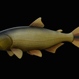 golden-dorado-statue-box-1-21.png fish golden dorado / Salminus brasiliensis with storage space / for 3d printing