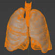 20.png 3D Model of the Lungs Airways