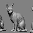 Cat (5).jpg Cat Sphynx