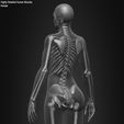 Female-Human-Skeleton-3D-Model-sculpted-by-Yacine-BRINIS-030.jpg Highly Detailed Human Skeleton (Female)