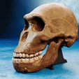 homo-naledi-skull.jpg Homo naledi skull reconstruction
