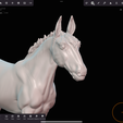 IMG_5095.png Mule,warmblood, and Roman nose horses