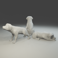 5.png Low polygon labrador 3D print model  in three poses