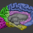 1.png 3D Right Brain Hemisphere Model