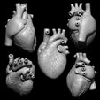 ZBrush-Document1.jpg Anatomical Human Heart