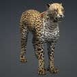 00W.jpg DOWNLOAD Cheetah 3d model - animated for blender-fbx-unity-maya-unreal-c4d-3ds max - 3D printing Cheetah - LEOPARD - RAPTOR - PREDATOR - CAT - FELINE