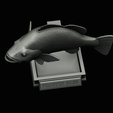 peacock-bass-trophy-1-1-26.png Peacock bass (Cichla ocellaris) fish in motion trophy statue for 3d printing