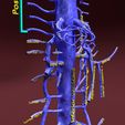 file-19.jpg Venous system thorax abdominal vein labelled 3D model