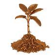 fdghfdgffsfdf.jpg Sprout Root / Seed root / Plant root cross / Botanical