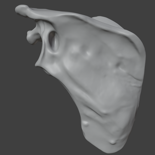 9.png 3D-Knochenmodell des Schulterblatts