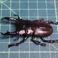 DSC04671R.jpg Tiny stag beetle (Dorcus rectus)