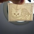 7-4.jpg Picture (up light ) - Cats