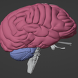 16.png 3D Model of Skull with Brain and Brain Stem - best version