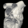 10.png 3D Model of Heart (apical 5 chamber plane)