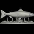 salmo-salar-1-18.png Atlantic salmon / salmo salar / losos obecný fish underwater statue detailed texture for 3d printing