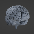 Resin3.png Human Brain