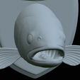 Rainbow-trout-solo-model-open-mouth-1-41.png fish head trophy rainbow trout / Oncorhynchus mykiss open mouth statue detailed texture for 3d printing
