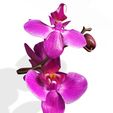 3.jpg Orquídea Pink Phalaenopsis Orchid FLOWER Kasituny Orchid 3D MODEL butterfly Orquídea rosada ROSSE CHARMANDER BULBASAUR