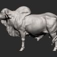 Gyr-Bull7.jpg Gyr Bull 3D print model