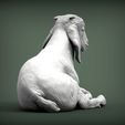 Baby-Boer-goat-lying-down7.jpg Baby Boer goat lying down 3D print model
