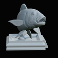 Dentex-trophy-42.png fish Common dentex / dentex dentex trophy statue detailed texture for 3d printing