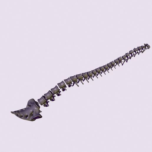 03.jpg printable spine divided into vertebrae
