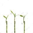 three-lucky-bamboo-feng-shui-plants-in-vases-H8PM7C.jpg lucky bamboo vase, test tube. Lucky bamboo vase