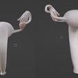 27.jpg 3D Model of Female Reproductive, Urinary System, Hip and Sacrum