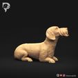 Dachshund-Wire-Haired-Pose-08-Dog-3D-Print-2s.jpeg Dachshund Wire Haired Pose 08