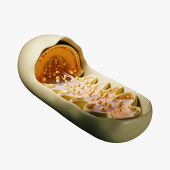 Mitochondra_-Tumbnail.png 3D file Mitochondria Cross Section Anatomy・Design to download and 3D print