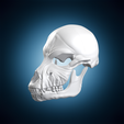 primate-monkey-skull-anatomical-study-sculpture-stl-3d-print-turntable-07-309deg.png Primat Affenschädel Anatomische Studie Skulptur