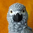 IMG_20240204_154000831_MP.jpg African Grey Parrot
