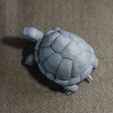 0006.jpg Turtle