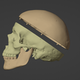 13.png 3D Model of Skull and Brain with Brain Stem