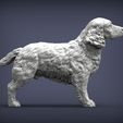 Spaniel5.jpg 3D-Datei Englischer Springer Spaniel 3D-Druck Modell・Design für 3D-Drucker zum herunterladen