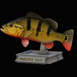 peacock-bass-trophy-1-1-14.png Peacock bass (Cichla ocellaris) fish in motion trophy statue for 3d printing