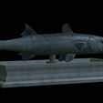 Barracuda-mouth-statue-13.png fish great barracuda / Sphyraena barracuda open mouth statue detailed texture for 3d printing