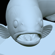 Rainbow-trout-trophy-open-mouth-1-48.png fish rainbow trout / Oncorhynchus mykiss trophy statue detailed texture for 3d printing