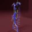 file-36.jpg Venous system thorax abdominal vein labelled 3D model