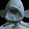 White-grouper-open-mouth-statue-57.png fish white grouper / Epinephelus aeneus open mouth statue detailed texture for 3d printing