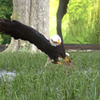 0_00054.png Eagle Eagle - DOWNLOAD Eagle 3d Model - Animated for Blender-Fbx-Unity-Maya-Unreal-C4d-3ds Max - 3D Printing Eagle Eagle BIRD - DINOSAUR - POKÉMON - PREDATOR - SKY - MONSTER