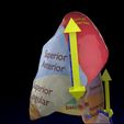 lung-pulmonary-segment-anatomy-3d-model-blend-14.jpg Lung Pulmonary segment anatomy 3D model