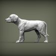 puppy-rhodesian-ridgeback-standing5.jpg puppy rhodesian ridgeback standing 3D print model