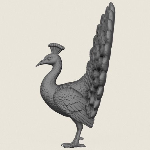 Peacock-Bird-05.jpg Птица павлин