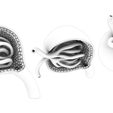 Glomerulus_AO.png Anatomie du glomérule